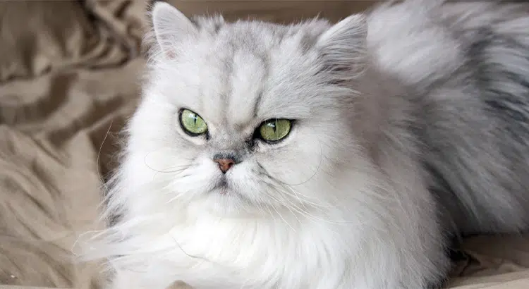 Persian Cat