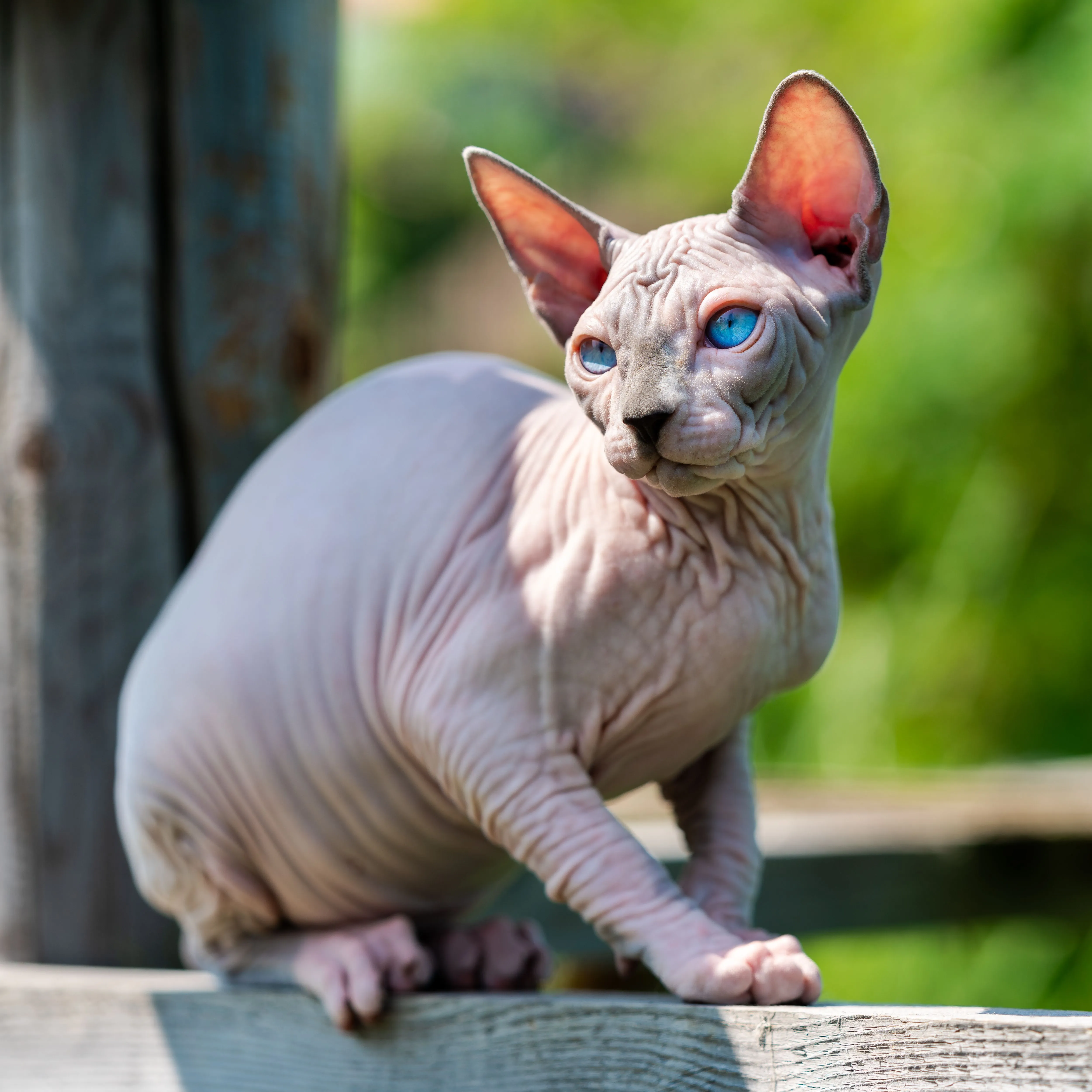 Sphynx Cat
